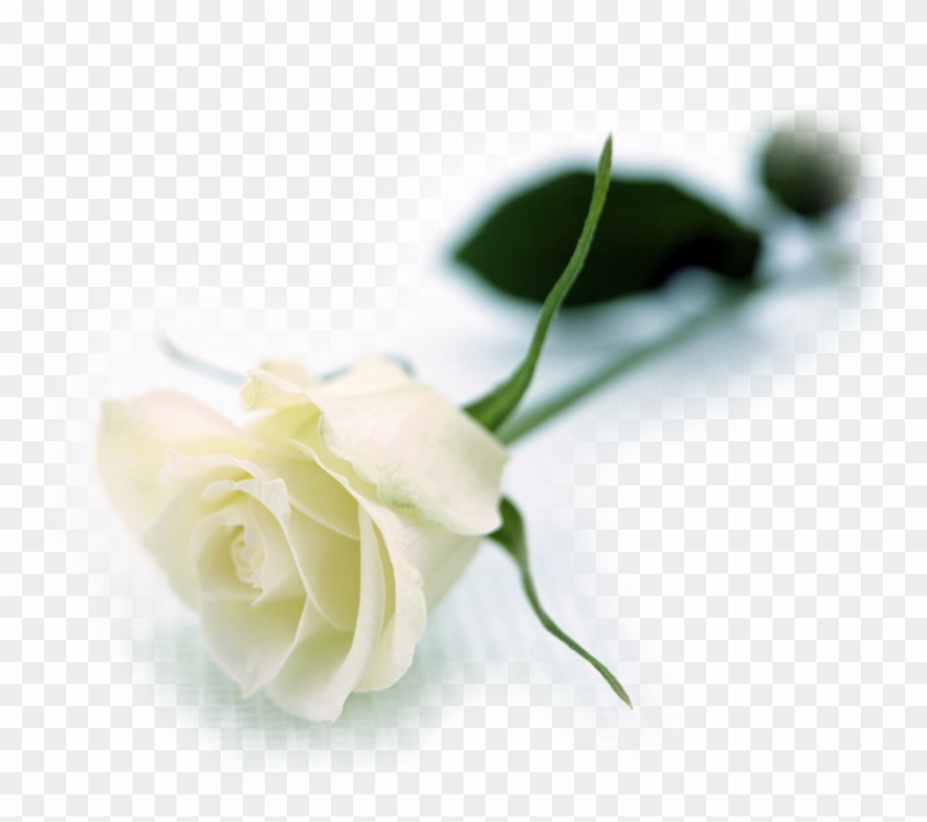 White Roses Flowers Wallpapers - White Long Stem Rose #894578