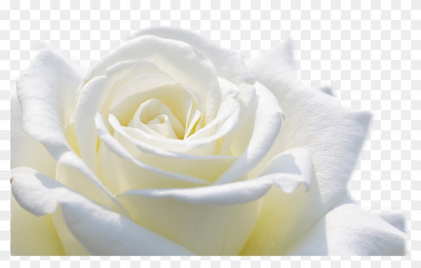 White Rose Flower Wallpaper Choice Image Flower Decoration - White Roses Hd Png #894584