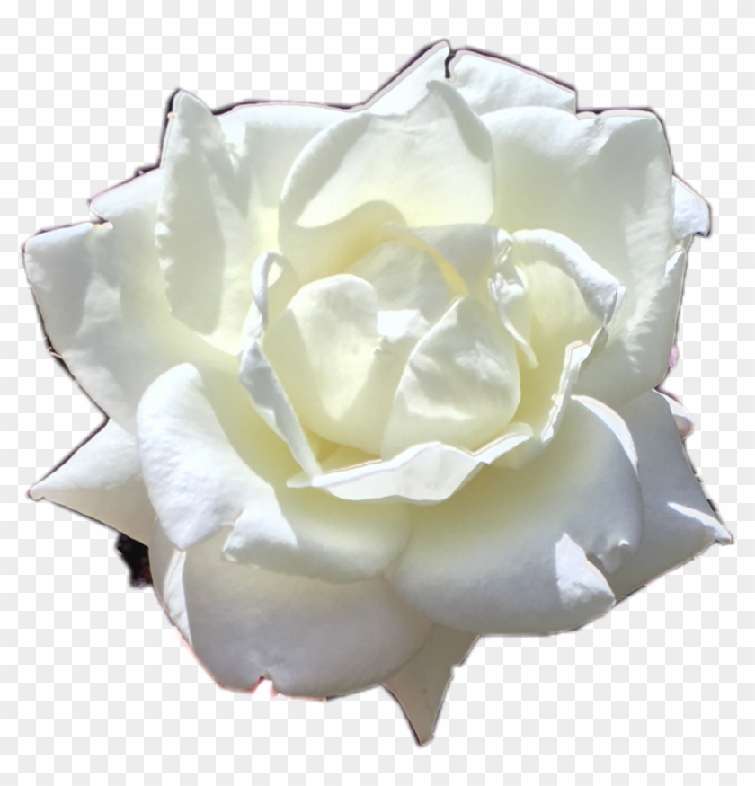 Whiterose Rose White Flower Plant Nature Beautifulscene - Garden Roses #894585