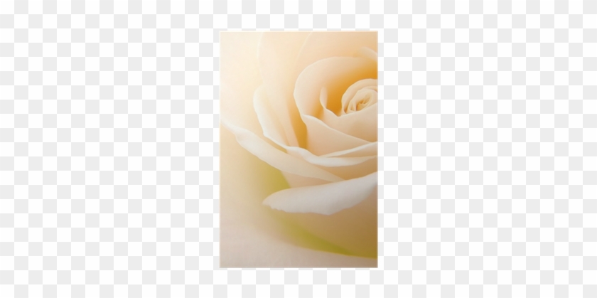 Close-up Of Soft Creamy White Rose Flower Poster • - Garden Roses #894605