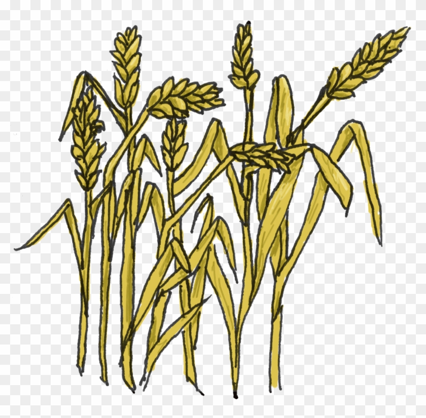 Floral Wheat Clipart - Clipart Grain #894785
