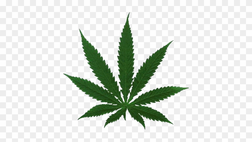 Held At The - Do People Use Marijuana #894795