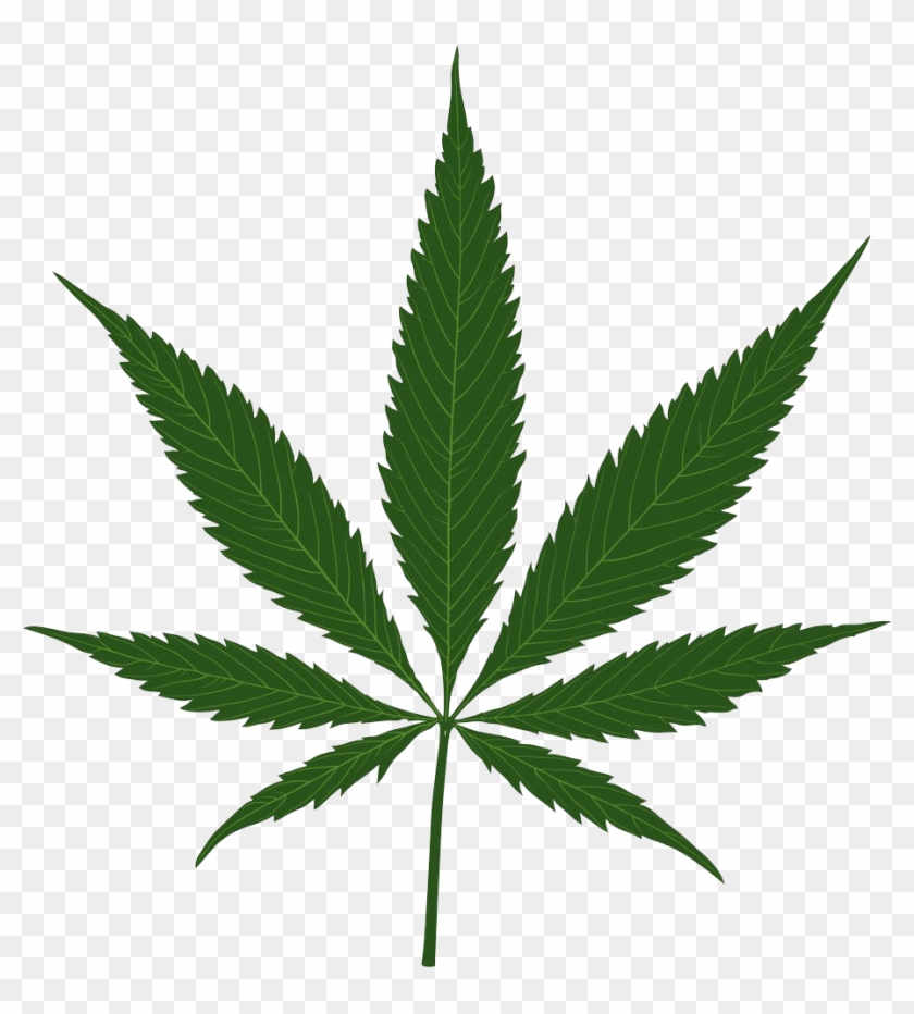 Cannabis Sativa Leaf - Cannabis Leaf #894797