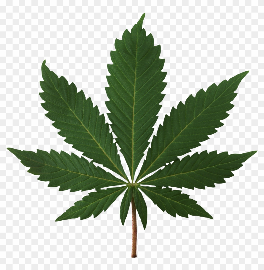 Cannabis Leaf Png Image - Marijuana Leaf High Res #894819