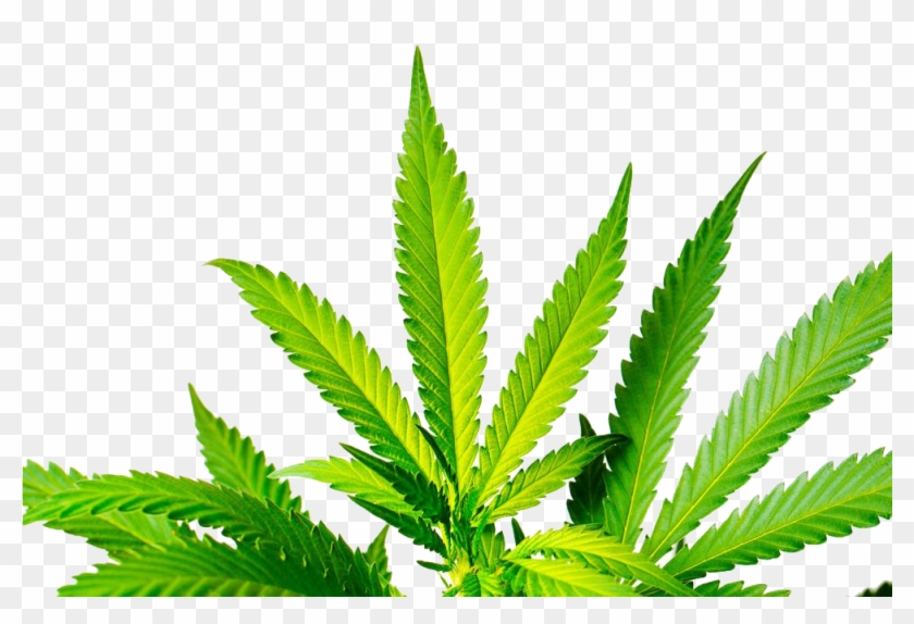 Cannabis Sativa Stock Photography - Cannabis Leaves Png #894832