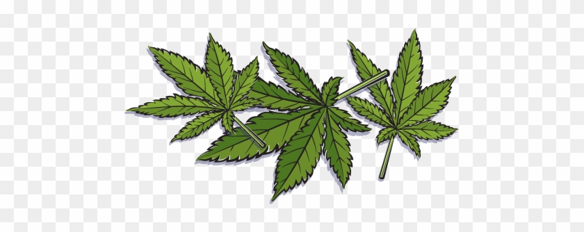 Marijuana - Hemp Leaves - Leaf Hemp Png #894834