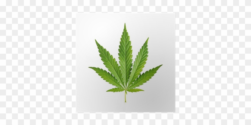 Cannabis Leaf Isolated On White Background Poster • - Cannabis Botany And Marijuana Horticulture: Nutrient #894839