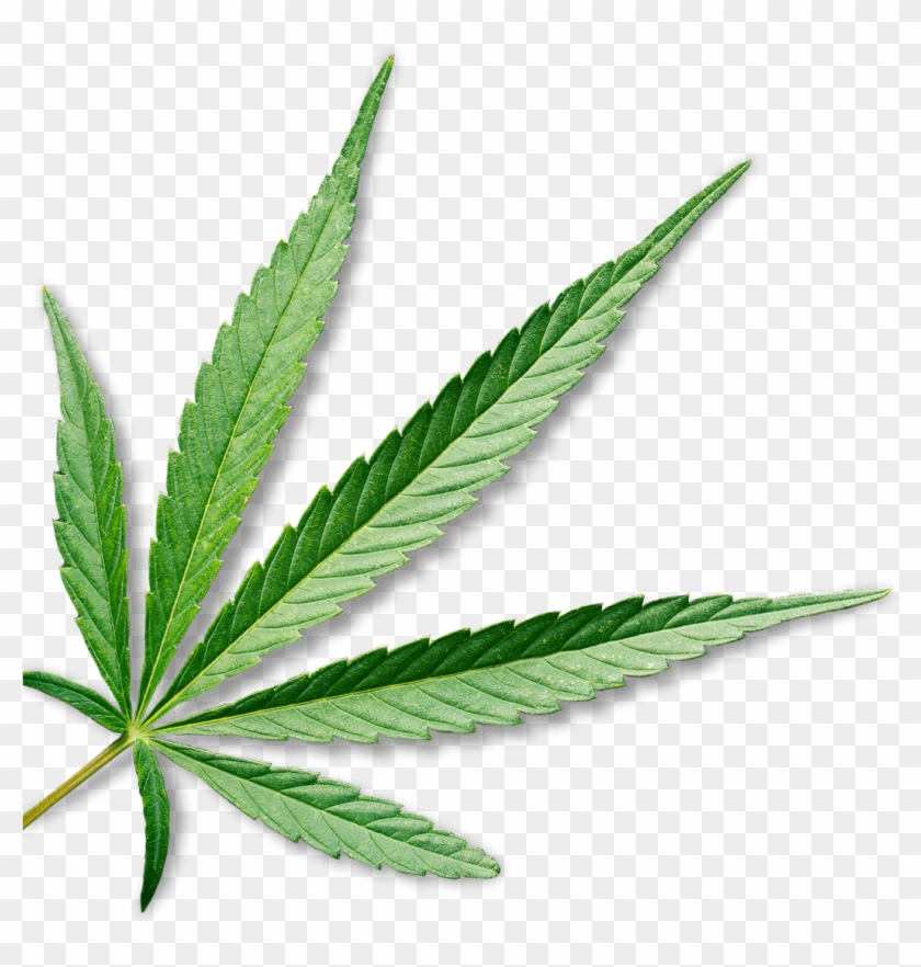 Marijuana - Medical Cannabis #894847