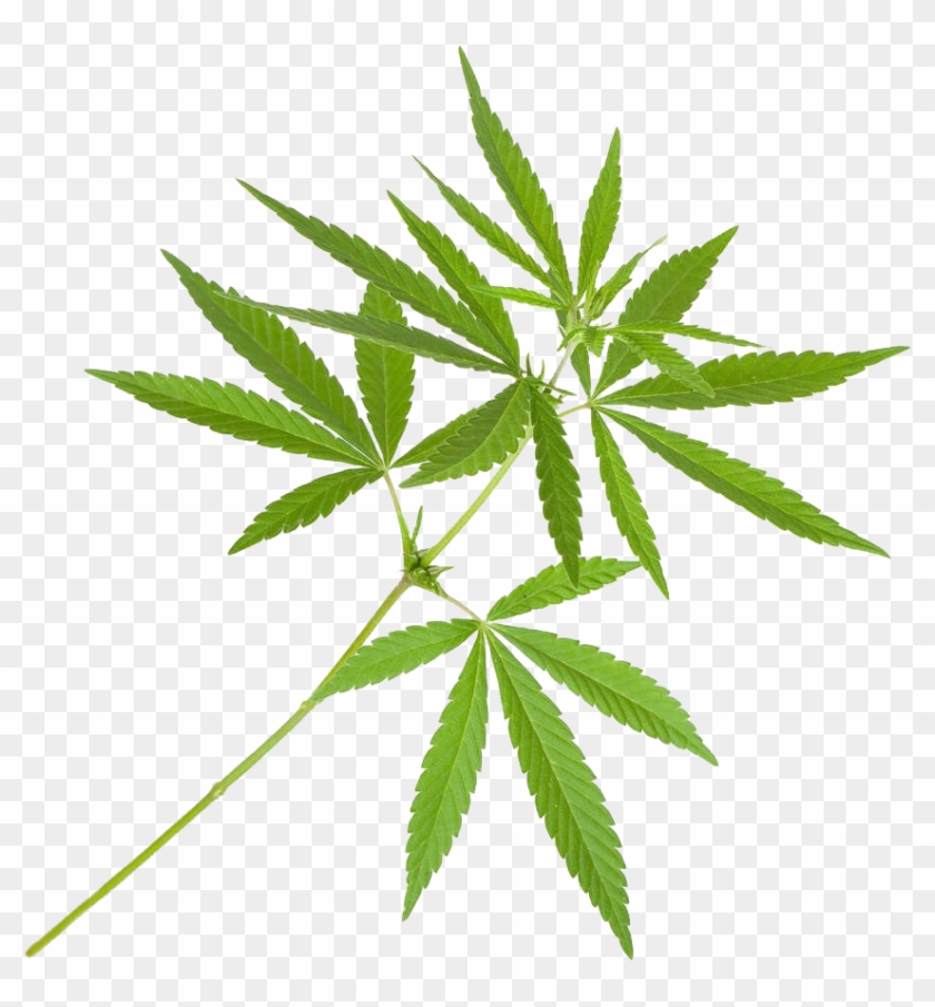 Cannabis Sativa Marijuana Plant Cannabis Cultivation - Olej Konopny 250ml - Semco #894851