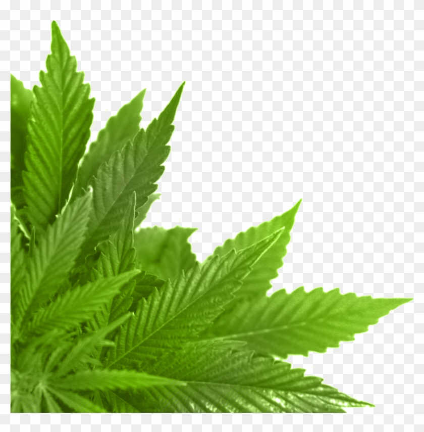 Листья конопли для фотошопа питательный раствор для марихуаны