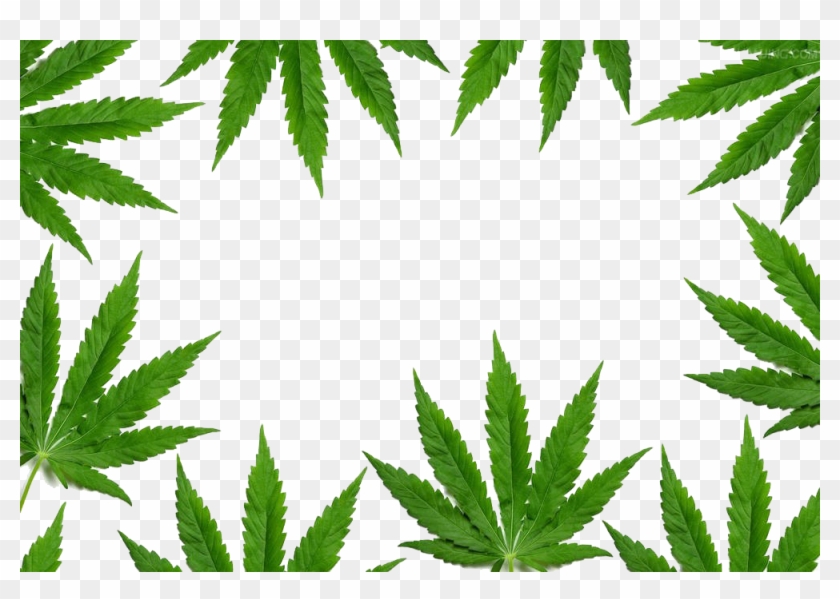 New York Cannabis Shutterstock - Cannabis Border #894882