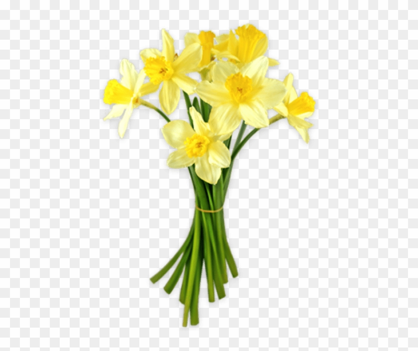 Free Png Daffodils Png Png Images Transparent - Daffodil Png #894886