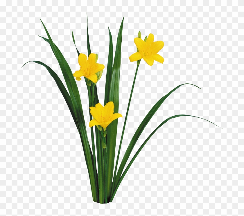 Daffodils - Flower Entourgage Photoshop #894888