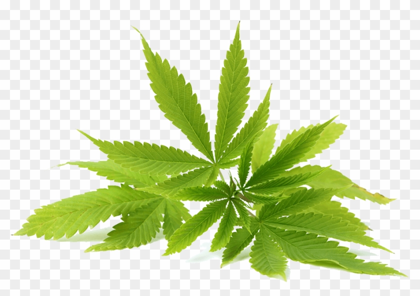 Medical Cannabis Tetrahydrocannabinol Cannabidiol Cannabis - Aceite De Cannabis Png #894889