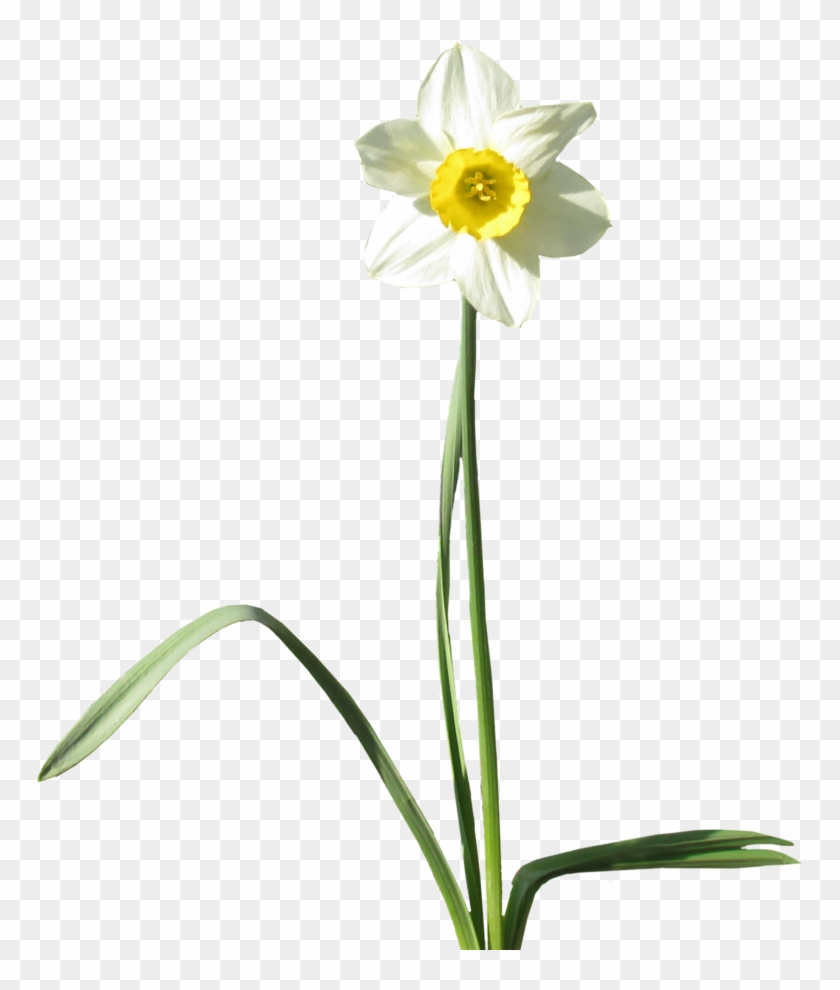 Gp-60, Daffodils, - Transparency #894911
