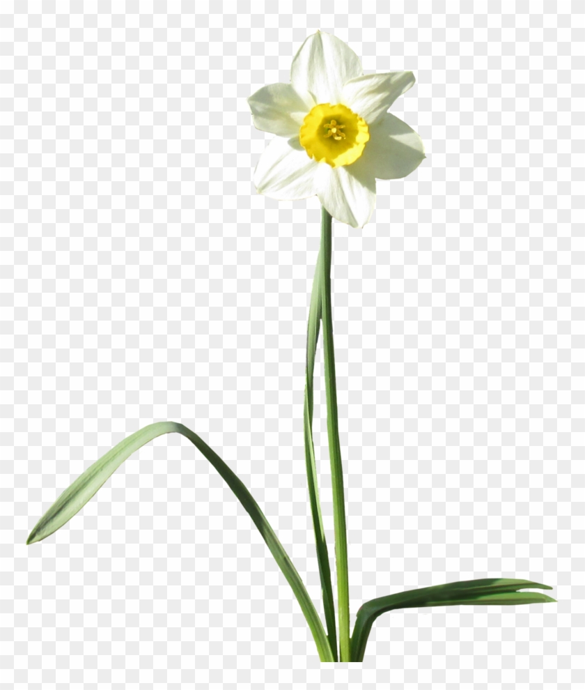 Gp-60, Daffodils, - Transparency #894911
