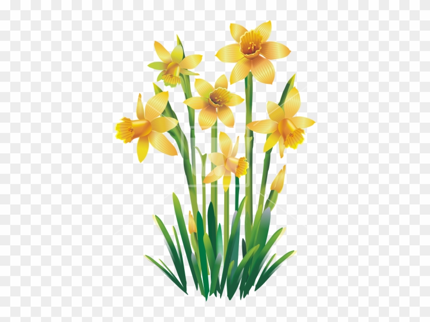 Yellow Daffodils - Narcissus Png #894925