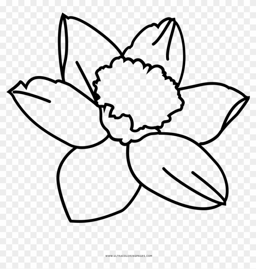 Printable Daffodil Coloring Pages With Page Ultra And - Narcissus #894974