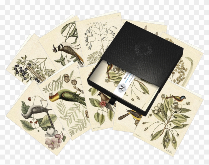 Capturing Moements With Mark Catesby - Supplier Generic Mockingbird Canvas Art - Mark Catesby #895256