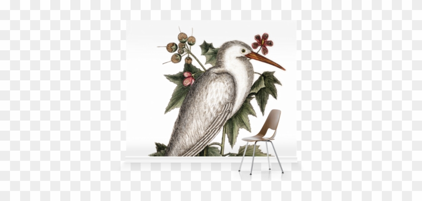 Ardea Alba Mural By Mark Catesby - Catesby's Natural History Series 'little White Heron #895258