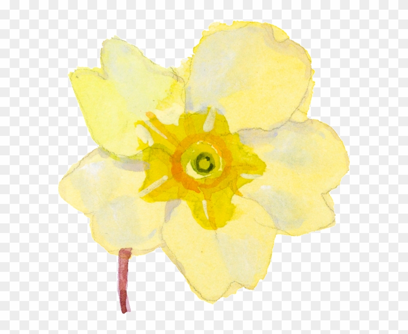 Yellow Cartoon Narcissus Watercolor Transparent Material - Watercolor Painting #895301