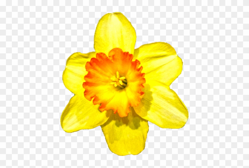 スイセンの花 - Narcissus #895302