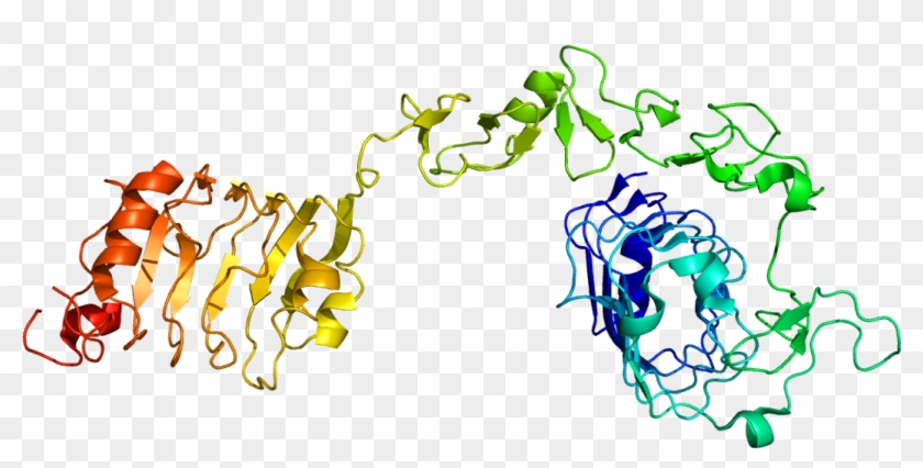 Structure Of Igf1r - Insulin Like Growth Factor 1 Structure #895311