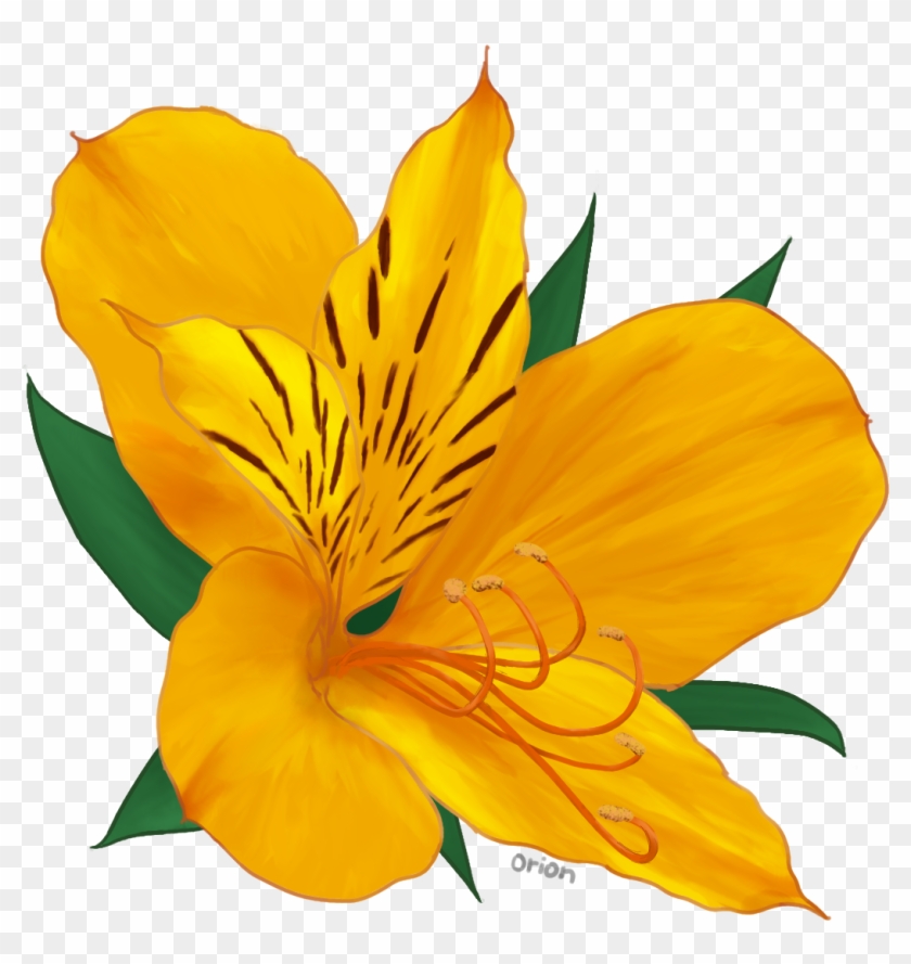 Alstroemeria By Beta-orionis - Peruvian Lily #895318