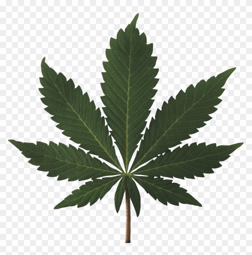 Marijuana Leaf High Res #895382