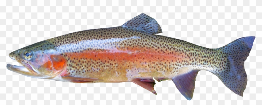 Rainbow Trout Clip Art Download - Imagen De Una Trucha #895484