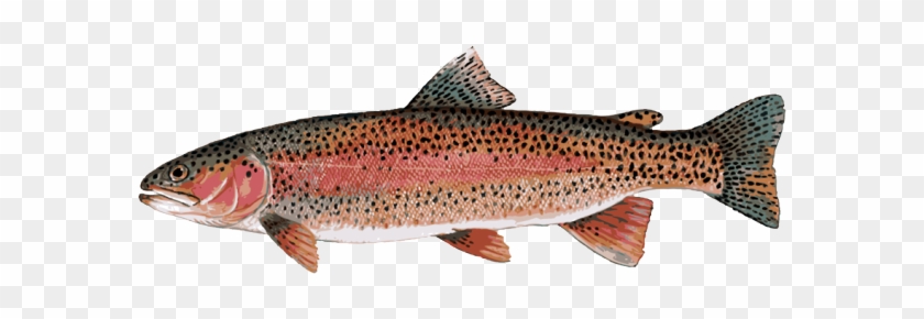 Lake Trout Fish Stock Photos & Lake Trout Fish Stock - Trout Rainbow Trout #895490