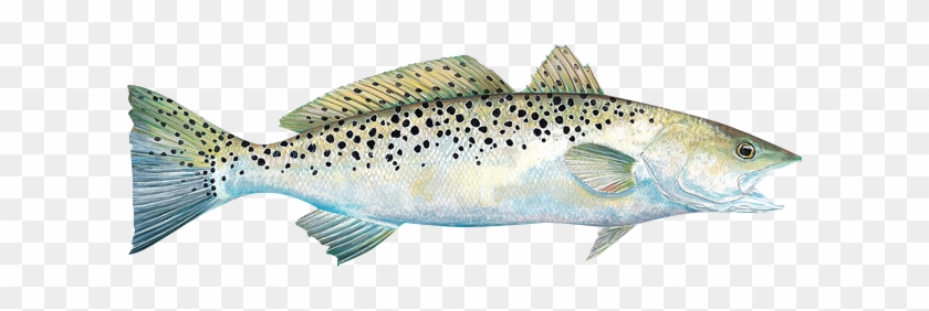 Speckled Trout Clipart - Spotted Seatrout #895495