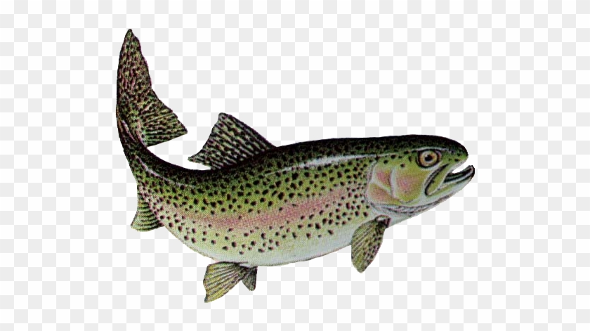 Trout Png Marina Rainbow Trout Tvqqhp Clipart - Rainbow Trout Fish #895512