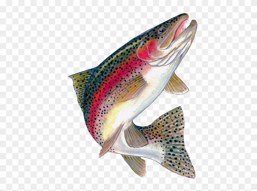 Trout Clipart - Rainbow Trout Jumping Out Of Water #895517