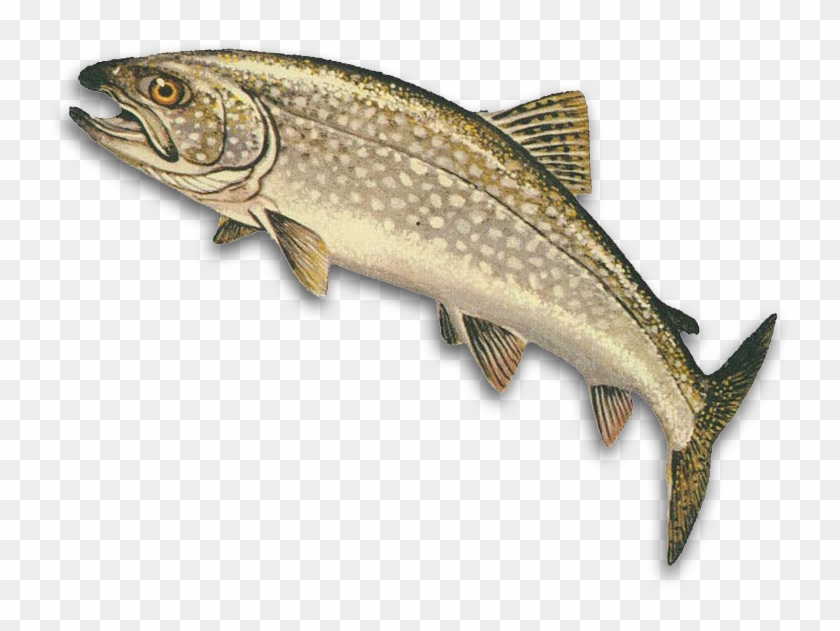 Trout Clipart Shadow - Lake Trout #895528