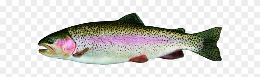 Free Rainbow Trout Clip Art - Types Of Trout In Manitoba #895541
