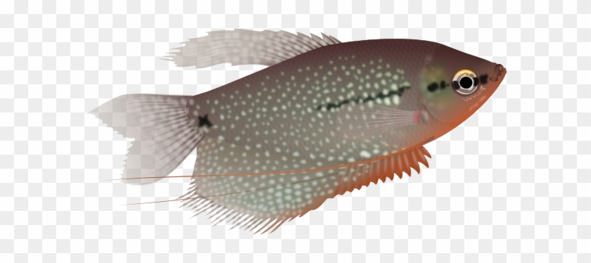 Pearl Gourami Png #895550