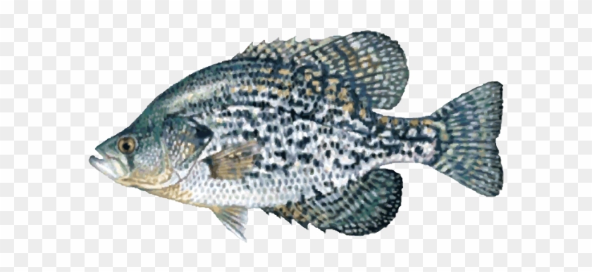 Freshwater Fish Clipart - Black Crappie Fish #895564