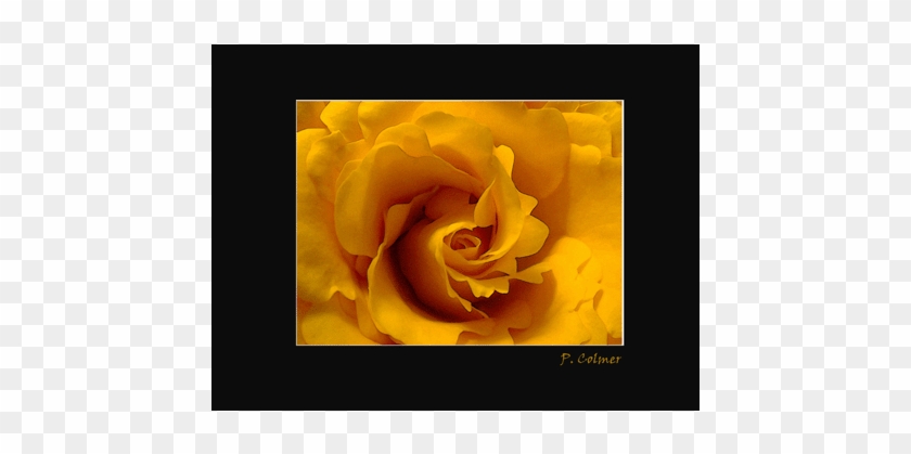 Cafe Fine Art Order Printing Online - Garden Roses #895590
