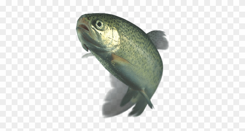 Trout - Trout Transparent Background #895619