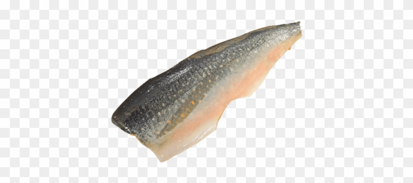 Salmón - Legal Bait Fish In Maine #895624
