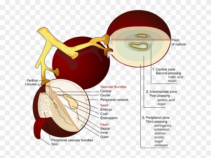 The Anatomy Of A Grape - Partes De La Uva #895669