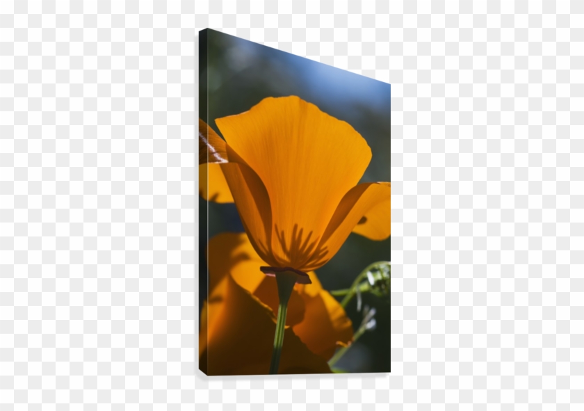 California Poppies Bloom In A Garden - California Poppies (eschscholzia Californica) Bloom #895697