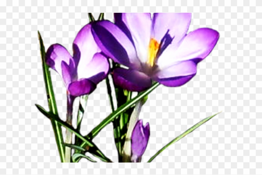 Purple Flower Clipart Crocus - Purple Spring Flowers Clipart #896032