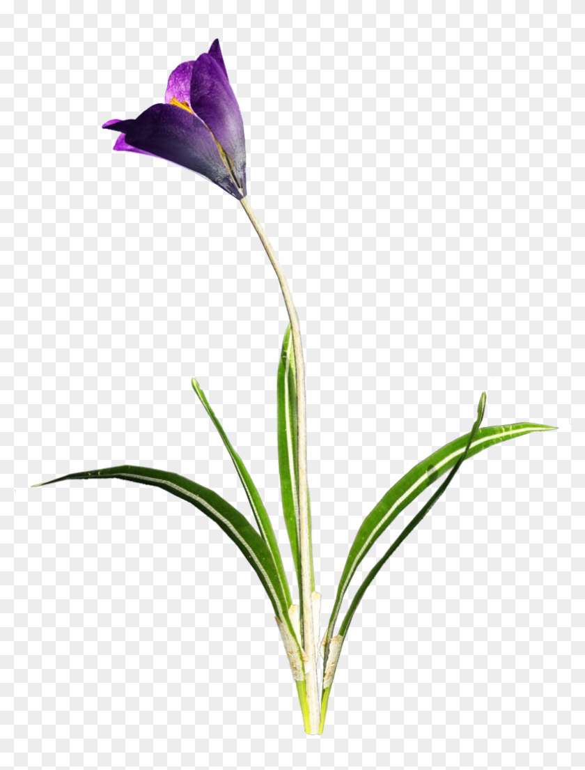 Crocus Png Hd - Portable Network Graphics #896092