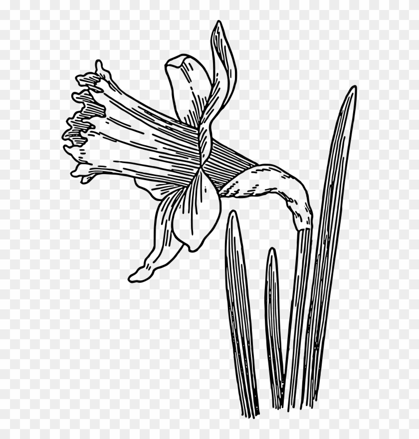 Similar Clip Art - Black And White Daffodil #896103