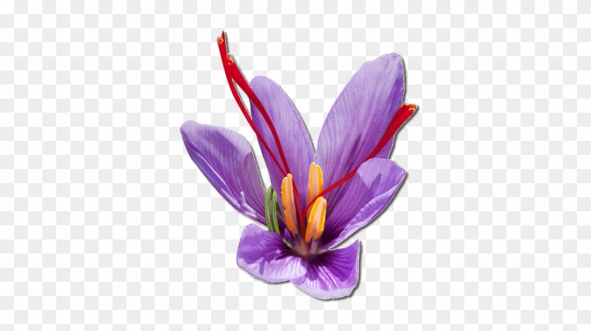 Purple Saffron Flower - Png Saffron Flower #896151