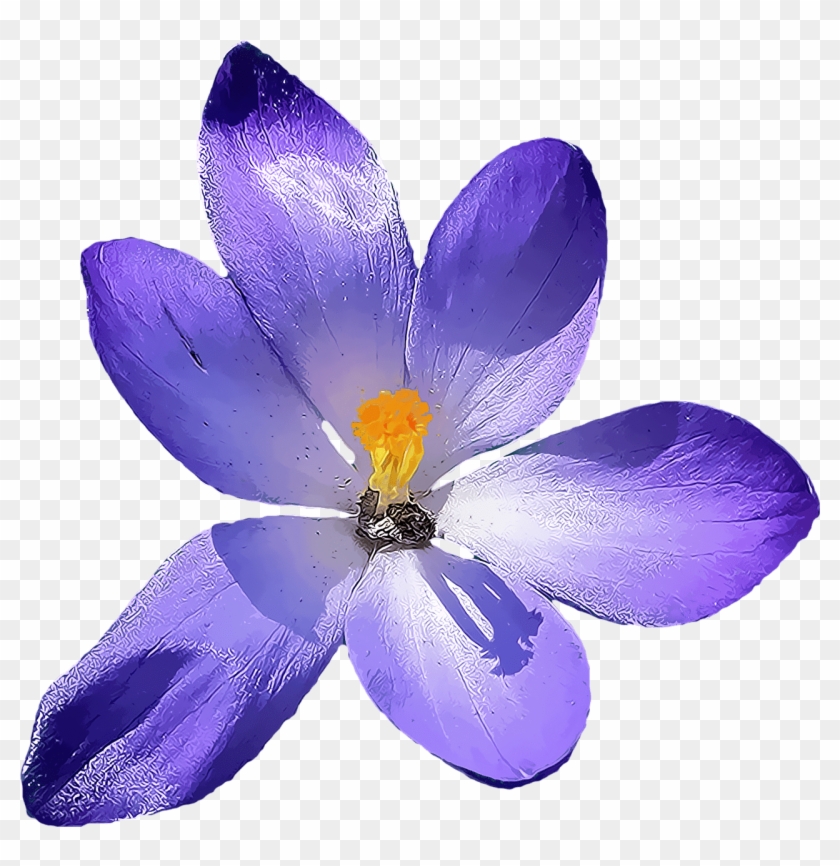 Allpng001 Load20180523 Transparent Png Sticker - Crocus Png #896154