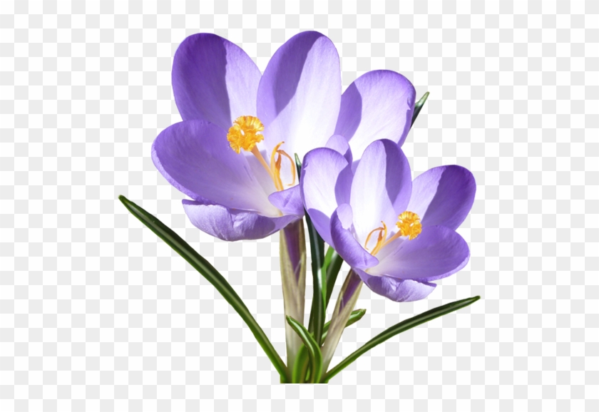 Crocus - Crocus #896172