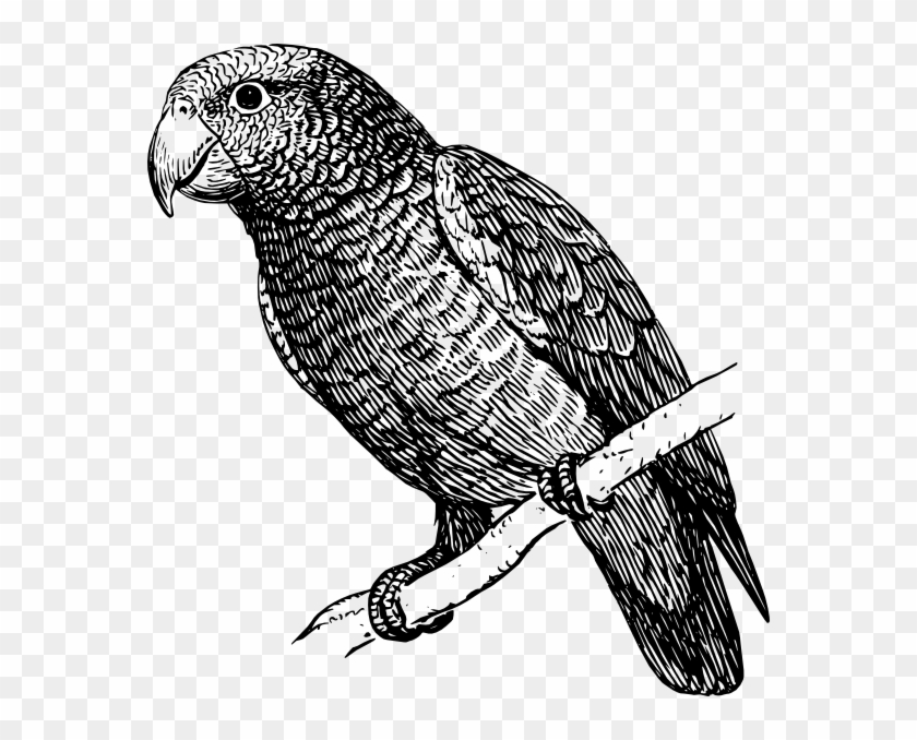 Original Png Clip Art File Perched Parrot Drawing Svg - Parrot Black And White #896287